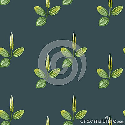 Hand drawn pattern seamless watercolor drawing of plantain with yellow flowers and green leaves isolated on green background. Stock Photo