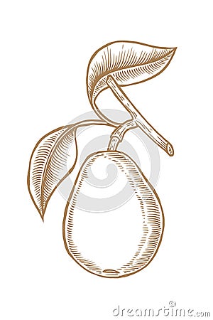 Hand drawn pear branch. Vector Illustration