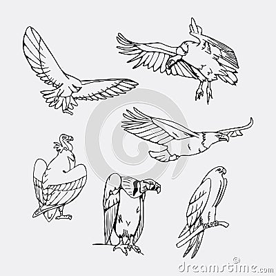 Hand-drawn pencil graphics. Birds of prey set. Vector Illustration