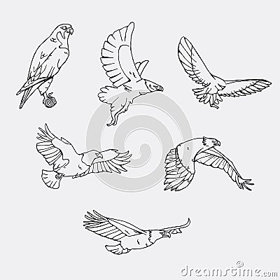 Hand-drawn pencil graphics. Birds of prey set. Vector Illustration