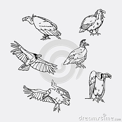 Hand-drawn pencil graphics. Birds of prey set. Vector Illustration