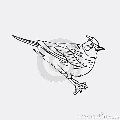 Hand-drawn pencil graphics, lark, oriole, chickadee, sparrow, bl Vector Illustration