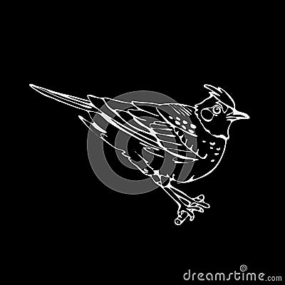 Hand-drawn pencil graphics, lark, sparrow, nightingale blackbird Vector Illustration