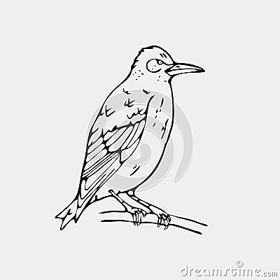 Hand-drawn pencil graphics, small bird, starling, woodpecker, or Vector Illustration