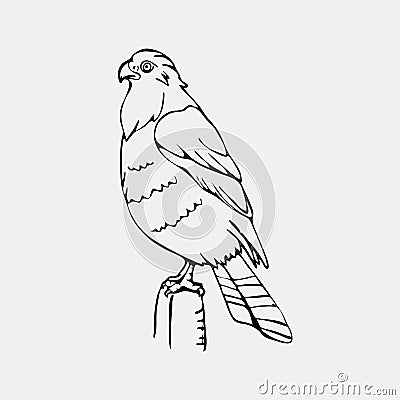 Hand-drawn pencil graphics, vulture, eagle, osprey, falcon, hawk Vector Illustration