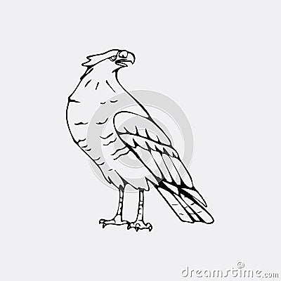 Hand-drawn pencil graphics, vulture, eagle, osprey, falcon, hawk Vector Illustration