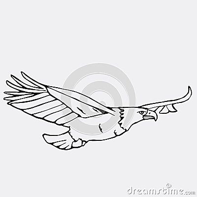 Hand-drawn pencil graphics, vulture, eagle, osprey, falcon, hawk Vector Illustration