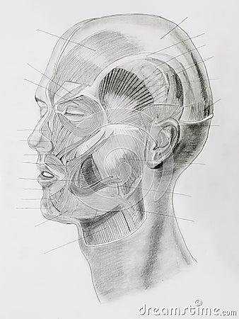 Hand drawn pencil illustratin, side view of human head Stock Photo