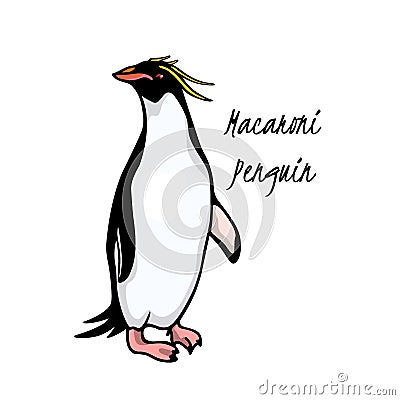 Hand drawn penguin Vector Illustration