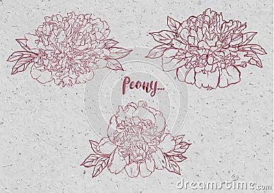 Hand drawn peony flower vector set illustration. Vector Illustration