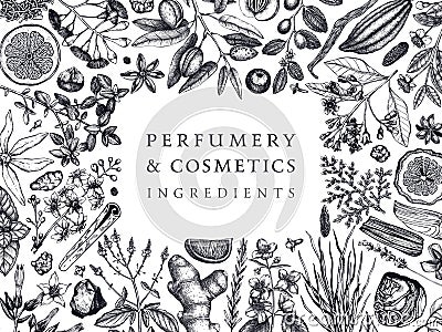 Hand drawn perfumery and cosmetics ingredients banner. Decorative background with vintage aromatic plants, fruits, spices, herbs Vector Illustration