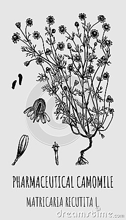 Hand drawn pharmaceutical camomile Matricaria recutita. Vector graphic illustration for print, logo, emblem, label and other Vector Illustration