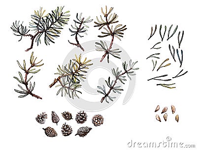 Hand drawn pine branches, needles and cone set, clip art, isolated, watercolor realistic illustration. Woodland clipart Cartoon Illustration