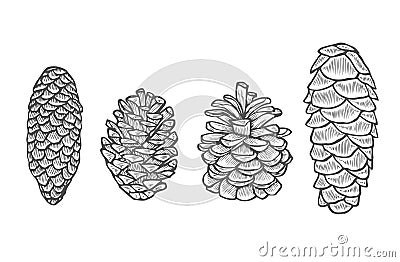 Pine cone set. Vector Illustration
