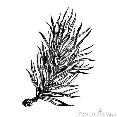 Hand drawn pine tree branch Vector Illustration