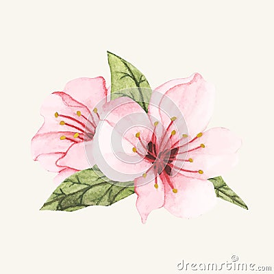 Hand drawn pink cheery blossom flower Stock Photo