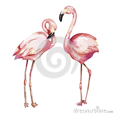 Hand drawn pink flamingo illustration Cartoon Illustration