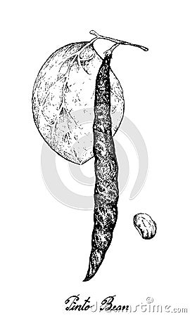 Hand Drawn of Pinto Beans on White Background Vector Illustration