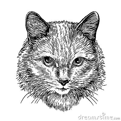 Hand drawn portrait of cute cat, sketch. Art vector illustration Vector Illustration