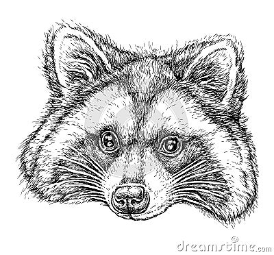 Hand drawn portrait of cute Raccoon. Vector illustration isolated on white Vector Illustration