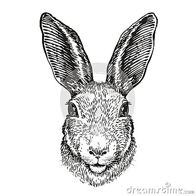 Hand-drawn portrait of rabbit. Easter bunny, sketch. Vector illustration Vector Illustration