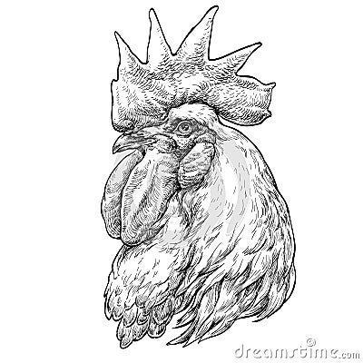 Hand drawn portrait of Rooster. Vector Illustration