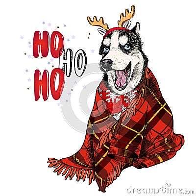 Hand drawn portrait of siberian husky dog wearing deer horn hat and plaid blanket. Vector Christmas poster. Xmas Vector Illustration