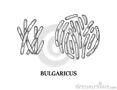 Hand drawn probiotic bulgaricus bacteria. Good microorganism for human health and digestion regulation. Vector illustration in Vector Illustration