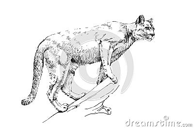 Hand drawn puma, sketch graphics monochrome illustration Cartoon Illustration