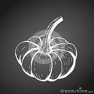 Hand-drawn pumpkin squash white outline on dark blackboard Vector Illustration