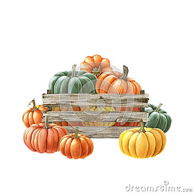 Hand drawn pumpkins in a wooden box. Watercolor painted illustration. Farm organic autumn harvest vegetables in a wooden Cartoon Illustration