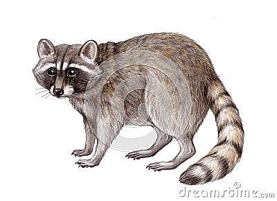 Hand drawn raccoon illustration. Wildlife forest, park and woodland animal on white background. Cute furry realistic Cartoon Illustration