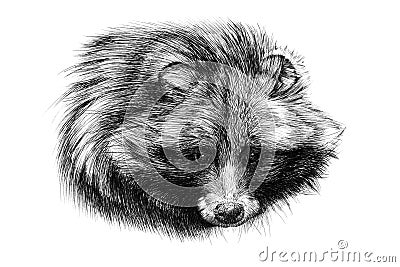 Hand drawn raccoon portrait, sketch graphics monochrome illustration Cartoon Illustration