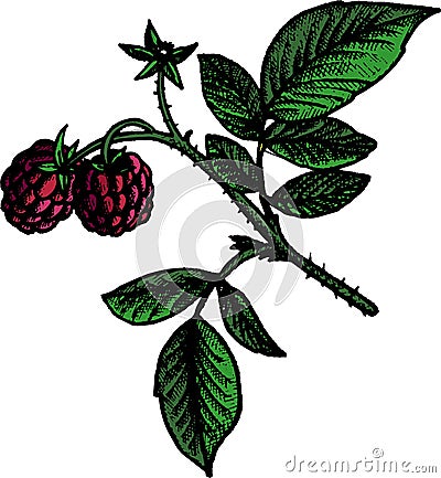 Hand drawn raspberry branch Vector Illustration