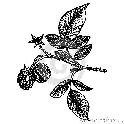 Hand drawn raspberry branch Vector Illustration