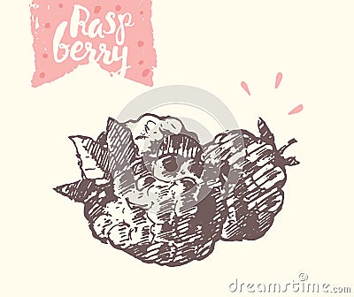 Hand drawn raspberry, vector illustration, sketch. Vector Illustration