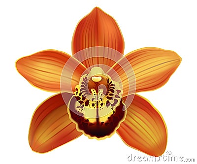 Tropical Orchid Cymbidium flowers - vector. Vector Illustration