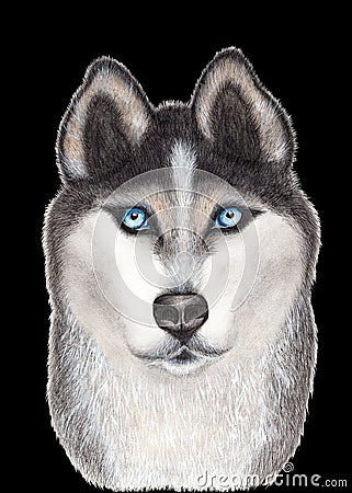 Realistic illustration of beautiful husky Stock Photo