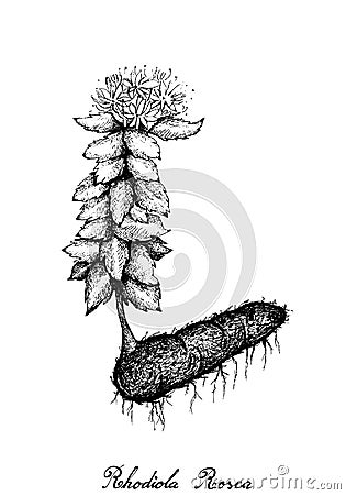 Hand Drawn of Rhodiola Rosea or Golden Root Vector Illustration