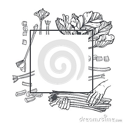 Hand-drawn rhubarb. Vector frame Vector Illustration