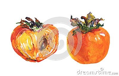 Watercolor persimmons set Cartoon Illustration