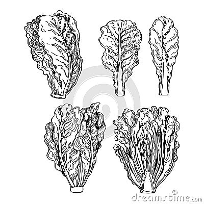 Hand drawn romaine lettuce. Romano salad. Vector sketch illustration Vector Illustration