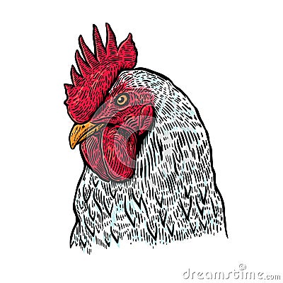 Hand drawn rooster illustration. Design element for poster, card, label, sign, card, banner. Vector Illustration