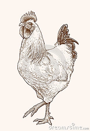 Hand drawn rooster vector illustration Vector Illustration