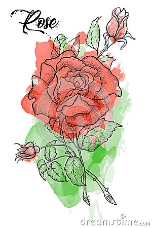 Hand drawn rose , etch style, roses and leaves at engravin Stock Photo