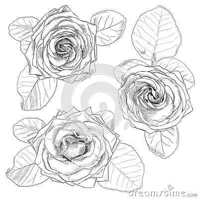 Hand drawn rose Vector Illustration