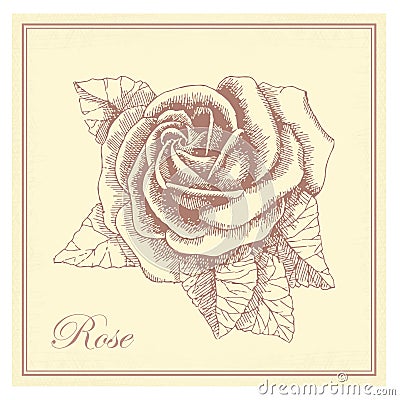 Hand drawn rose in a retro style Vector Illustration