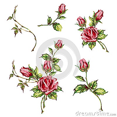 Hand drawn roses Vector Illustration