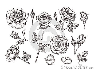 Hand drawn roses. Sketch rose flowers with thorns and leaves. Black and white vintage etching vector botanical isolated Vector Illustration