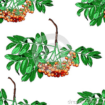 Hand drawn rowan tree seamless pattern isolated on white background Vector Illustration